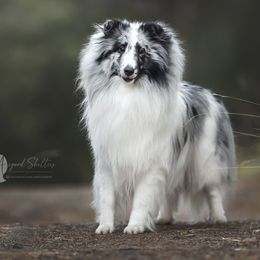 Shetland Sheepdogs from Apricity Shetland Sheepdogs