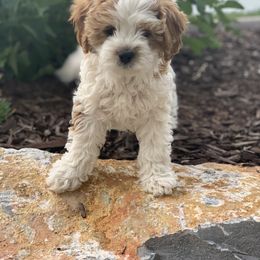 Cavalier King Charles Spaniel and Cavapoo Puppies from KC’s Cavs& Creams
