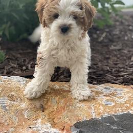 Cavalier King Charles Spaniel and Cavapoo Puppies from KC’s Cavs& Creams