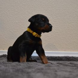 Doberman Pinscher Puppies from Obsidian Kennels