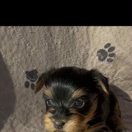 Orange collar Girl 2 - Black and tan female Yorkshire Terrier puppy in Houston, Texas from Little things