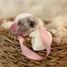 Chanel - Red merle female Aussiedoodle puppy in Queen Creek, Arizona from Sunny Doodles