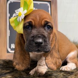 Monica - Mahogany and white female Basset Hound puppy in Mebane, North Carolina from Happy Ridge Hounds