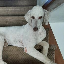 Shiloh  - Poodle