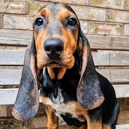 June - Black female Colombian Fino Hound puppy in Kingston, Tennessee from Fino Hounds USA