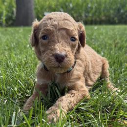 Rocky - Fawn and white male Sheepadoodle puppy in Lancaster, Pennsylvania from Bitler Family Puppies
