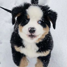 Bernese Mountain Dog Puppies from Bernese Bunker