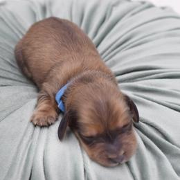 Blue- AKC Import Lines - Cream male Dachshund puppy in Coweta, Oklahoma from Sunnyside Dachshunds