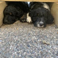 Bordoodle Puppies from Buffalo Ridge Bordoodles