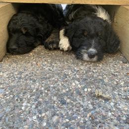 Bordoodle Puppies from Buffalo Ridge Bordoodles