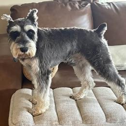 Bentley - Miniature Schnauzer