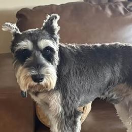 Bentley - Miniature Schnauzer