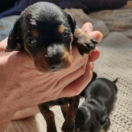 Dachshunds from Gerri's Cuties