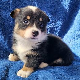 Daisy - Black and tan female Pembroke Welsh Corgi puppy in Castle Rock, Washington from Heckman Corgis