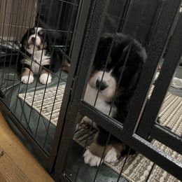 Bernese Mountain Dog Puppies from Bastian Mountain Dogs