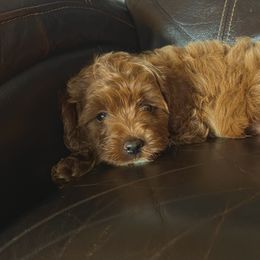 Girl 2 - Buff female Cockapoo puppy in Birdsboro, Pennsylvania from Cooper Family Cockapoos