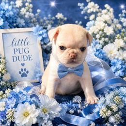 Cream Pug Boy - Cream male Pug puppy in Tulsa, Oklahoma from Locust Creek Pugs