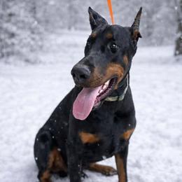 Boog - Black and rust male Doberman Pinscher puppy in Aredale, Iowa from Royal Dynasty Dobermann Kennel