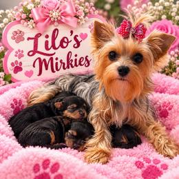 Morkie puppies from Jenny La Bone