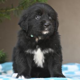 Turquoise Collar Boy - male Golden Mountain Dog puppy in Loveland, Colorado from Grateful Bernese & Gage's Goldens