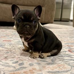 Bruce - Tricolors male French Bulldog puppy in Neosho, Missouri from K2S Frenchies