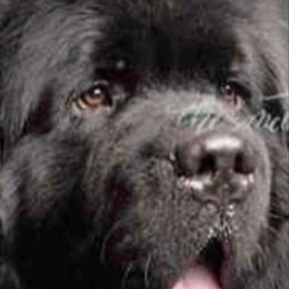 Mikaela - Newfoundland