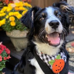 Australian Shepherd All Grown Up from Rush Creek Aussies