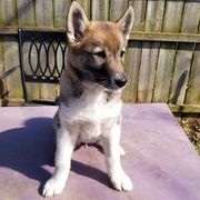 Girl 1 - West Siberian Laika puppy in Michigan from Campfire WSL