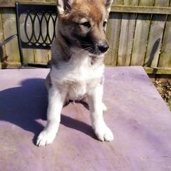 Girl 1 - West Siberian Laika puppy in Michigan from Campfire WSL