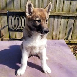 Girl 1 - West Siberian Laika puppy in Michigan from Campfire WSL