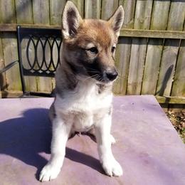Girl 1 - West Siberian Laika puppy in Michigan from Campfire WSL