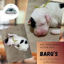 Barq's - Black and white male Portuguese Water Dog puppy in Weston, Idaho from Gro-T Kennels