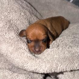 Stella - Red female Dachshund puppy in Los Angeles, California from Dachshunds of the Desert