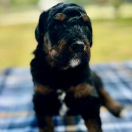 Chase - Black tri-color male Aussiedoodle puppy in Liberty, Texas from Poodles and Doodles Most Excellent Adventures