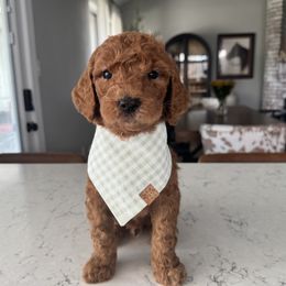 Goldendoodle puppies from Diamond K Doodles