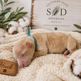 Huck (Blue) - Apricot male Aussiedoodle puppy in Byron, Georgia from Southern Olive Doodles 🫒