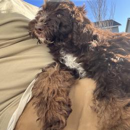 Bernedoodle Puppies from Over the Moon Poodles and Doodles