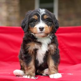 Denali - Tri-color male Bernedoodle puppy in Dundee, Ohio from Down Home Doodle