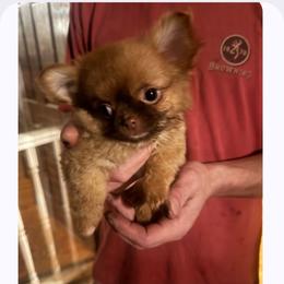 Lucy - Chocolate sabled fawn female Chihuahua puppy in Yukon, Oklahoma from Hamby's Chihuahua's