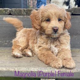 Magnolia - Red  female Goldendoodle puppy in De Pere, Wisconsin from Kinzor Kennels