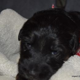 German Shepherd Puppies from Import German Shepherds of Kansas