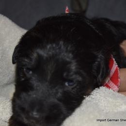 German Shepherd Puppies from Import German Shepherds of Kansas