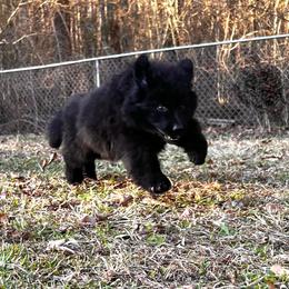 German Shepherd Puppies from Tabor Springs GSD