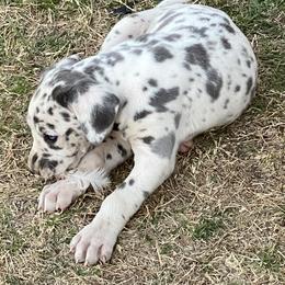 Great Dane Puppies from Texas Devine Danes