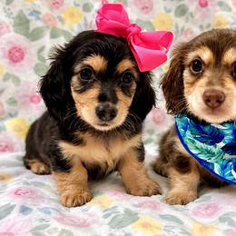 Dachshund puppies from Southern Doxies