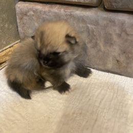 Kaleesi - Black and tan female Pomeranian puppy in Elizabethtown, Kentucky from Teeny Tiny Puppy Tails