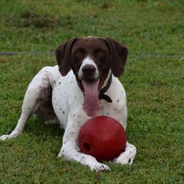 Rico - German Shorthaired Pointer