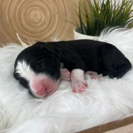 Pebble Beach - White and black female Bordoodle puppy in Valley Center, California from Circle R Valley Bordoodls