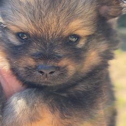 Sienna - Chocolate and tan female Pomeranian puppy in Gun Barrel City, Texas from Petite Poms