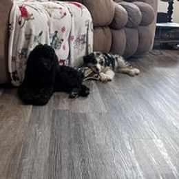 Aussiedoodle, Australian Shepherd, Poodle, Shihpoo, and Shih Tzu Puppies from Rockiń N Kennel